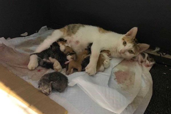 女子上班遇見懷孕三花母貓　安置辦公室待產隔天超驚喜！