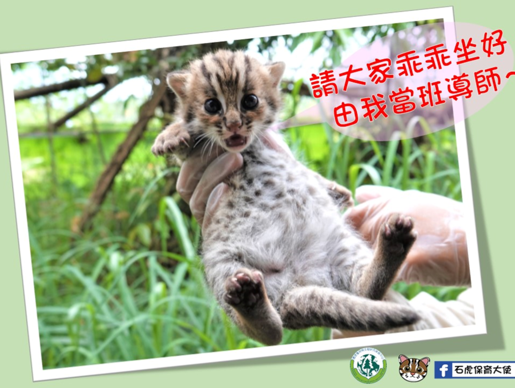 分不清楚石虎跟貓咪的不同嗎？沒關係就讓石虎保育大使阿虎加油來教你！（圖／石虎保育大使阿虎加油授權）