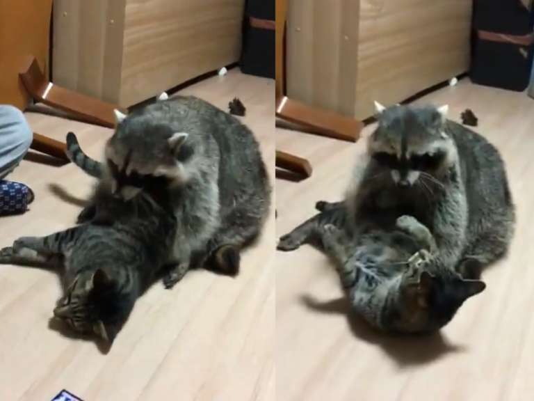 日本一名推主分享一部影片，熱情如火的浣熊抱緊虎斑貓，讓貓不耐煩表示：「快放開尼的手！」（圖／Twitter@zenj_4649）