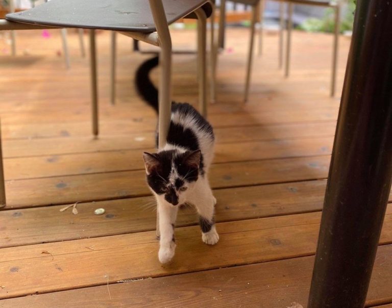 這隻黑白小貓來到一處民宅的庭院，大聲喵喵叫喊餓！（圖／Chatons Orphelins Montréal）