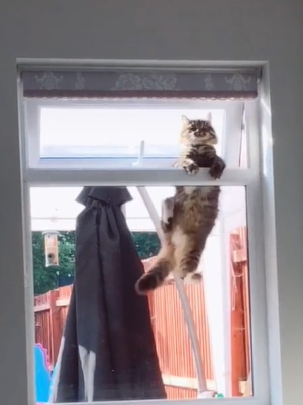鄰居貓天天跑進女子家　奮力爬窗30秒網笑：妳家就是牠家！