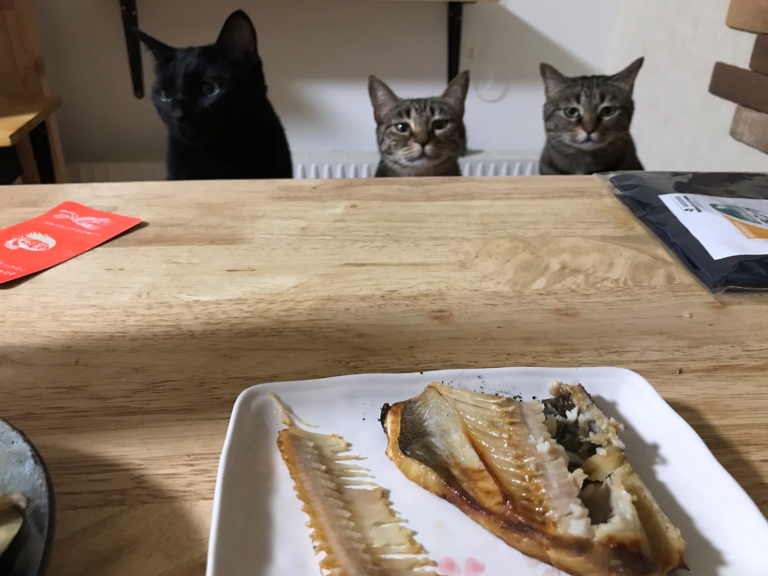 當主人正在享用美味魚料理，三隻貓竟坐在餐桌前眼神憂傷，就像在控訴：「我們呢？」（圖／Twitter@hotatemamasan）