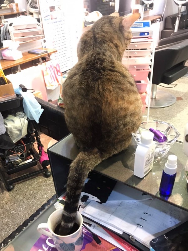 貓店長用尾巴攪拌冷掉的咖啡　愛貓職員：特調的更好喝！