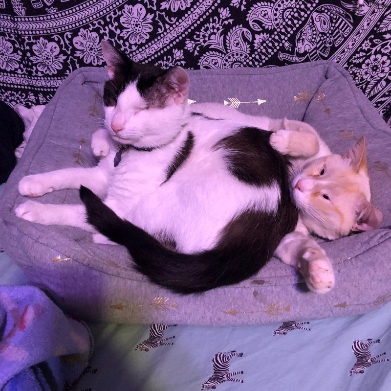 兩隻貓咪雖然間隔好幾個月才重逢，仍很快就適應起有彼此的生活。（圖／Facebook@Humphrey Magoo and Edgar, Too） 