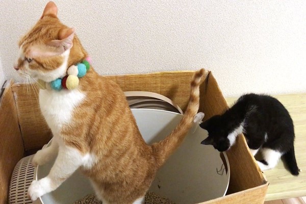 小賓士飛撲橘貓尾巴一個翻滾卡縫隙　 網笑：大貓故意的？