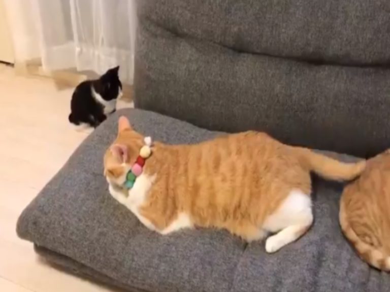 小賓士飛撲橘貓尾巴一個翻滾卡縫隙　 網笑：大貓故意的？
