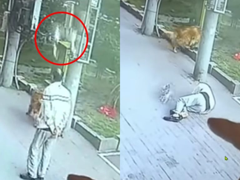 日前在中國大陸黑龍江省的哈爾濱市一名年長老人帶著自家大狗出門散步時，竟遇到一隻貓咪「從天而降」砸落。（圖／Facebook@The Online Citizen Asia） 