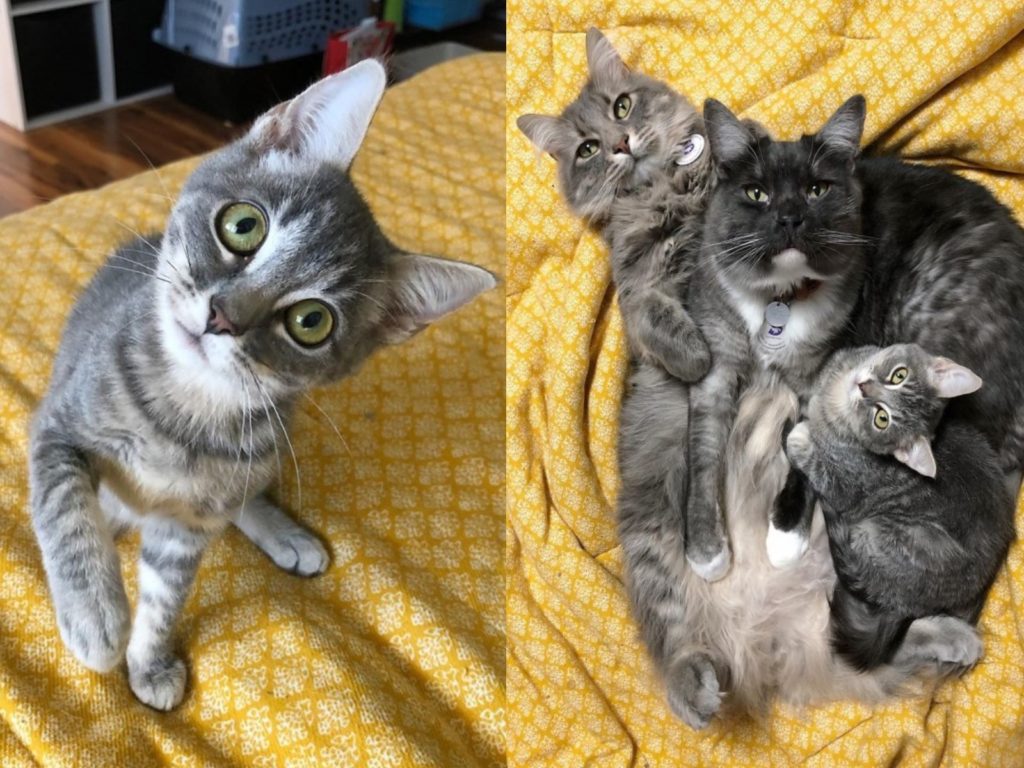 中途媽媽的兩隻貓咪一起守護一隻歪頭小貓（圖／IG@fosterpetsofsac）