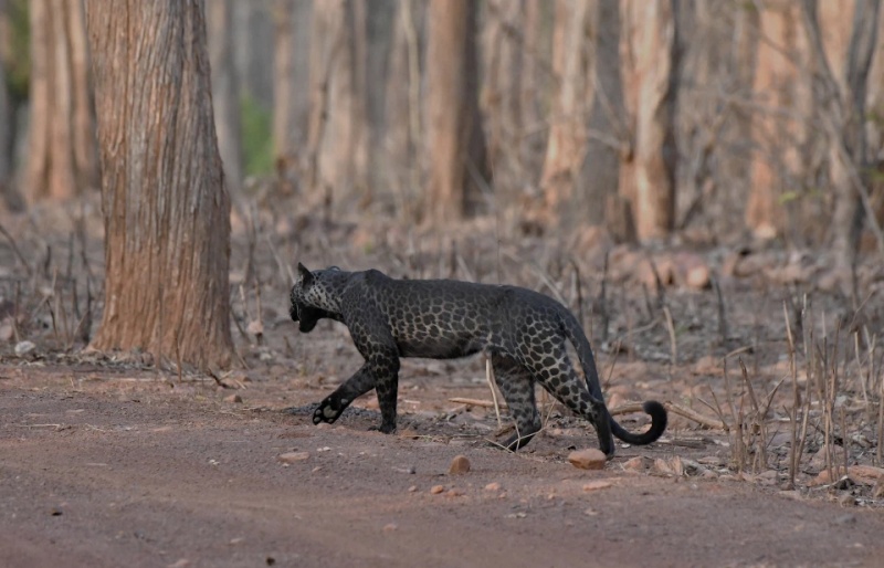 這隻大約4歲的豹，和其他花豹不太一樣，擁有較黑的斑點和毛色，但也並非全身黑的黑豹。（圖／Caters News Agency）