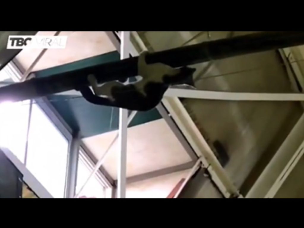 一隻黑白貓受困在市場的天花板上，狀況非常緊急，不少人立刻出手協助救援（圖／翻攝自FB@Wild Charles）