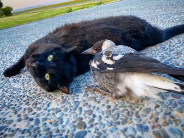 雕刻師救援鵲鳥寶寶　牠意外與黑貓變成超級好朋友！
