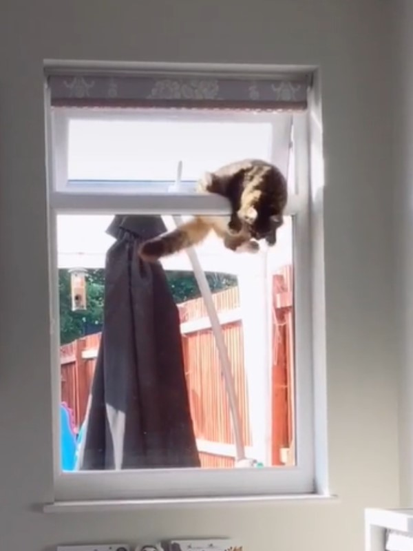 鄰居貓天天跑進女子家　奮力爬窗30秒網笑：妳家就是牠家！
