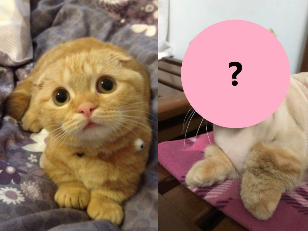 網友的橘貓因為黴菌剃毛後看起來很像「頑皮豹」（圖／網友林小姐授權提供）