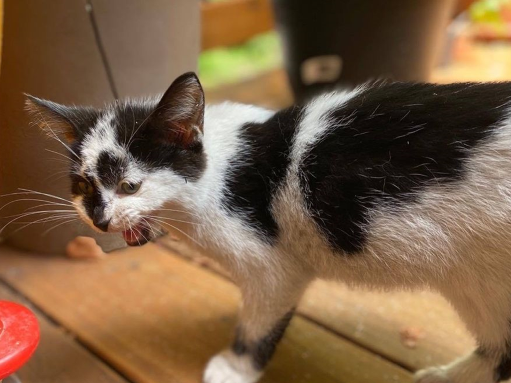這隻黑白小貓肚子餓到走進一處民宅討飯，喵：「偶好餓～拜偷給偶罐罐吃！」（圖／Chatons Orphelins Montréal）