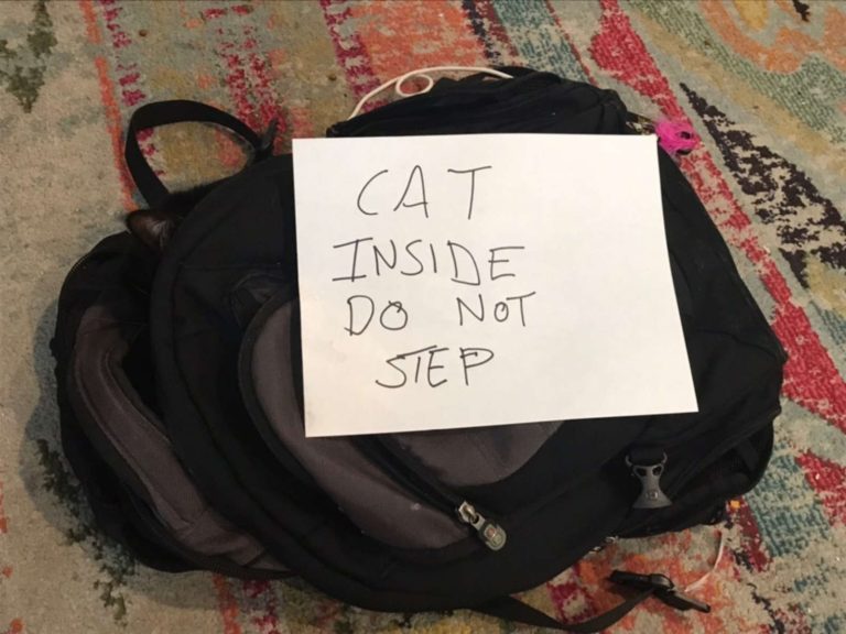 男子安德魯（Andrew Zutty）的賓士貓維洛（Willow）喜歡躲貓貓，日前他的舊包包被放上紙條，他一打開發現是維洛在睡搞搞。（圖／Billy Finn） 