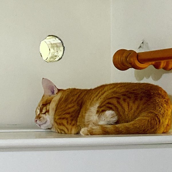 橘貓天天上衣櫃原來冷氣孔有「牠」　主人笑：羅密歐茱麗葉？