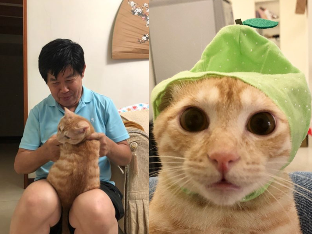 阿公嘴上才說：「我不喜歡牠！」，轉身卻親手做玩具，貓寶貝的可愛能量比你想像的更強大！（圖／IG@imyour_floss授權）