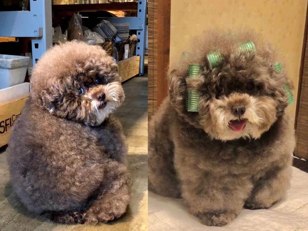 這隻小萌汪有著一身蓬鬆的捲毛，回眸融化一大票網友！（圖／IG@kokoro_official）