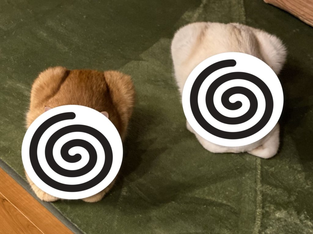 日本飼主的兩隻貓咪照片看起來與烤麵包相似（圖／twitter@zEChPHPqG2t32nT）