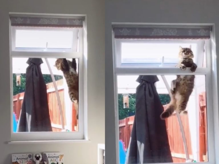 一隻鄰居貓天天跑到女網友家拜訪，就算沒開門也會想辦法從窗戶進屋（圖／翻攝自Tik Tok@jaye1992）