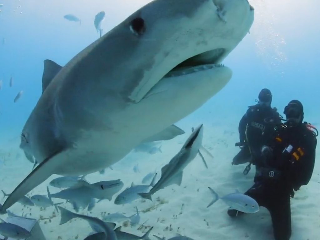 好萊塢動作巨星威爾史密斯竟有恐海症！？首度下水與兇猛虎鯊面對面，克服內心恐懼！（圖／Discovery頻道提供）