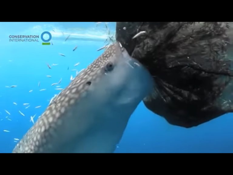 鯨鯊努力張大嘴巴，像吸塵器一樣將漁網裡的小魚給吸走。（圖／Facebook@Conservation International） 