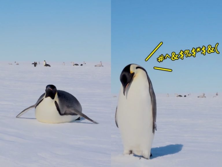 南極洲取景巧遇好客企鵝　撸完地板趕緊爬起說哈囉！
