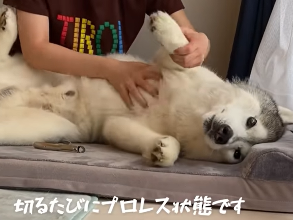 只要聽見剪指甲關鍵字，就故意逃跑的哈士奇，耍賴表情彷彿在說：「偶不要剪啦！」（圖／翻攝自YouTube@ プピプピ文太）