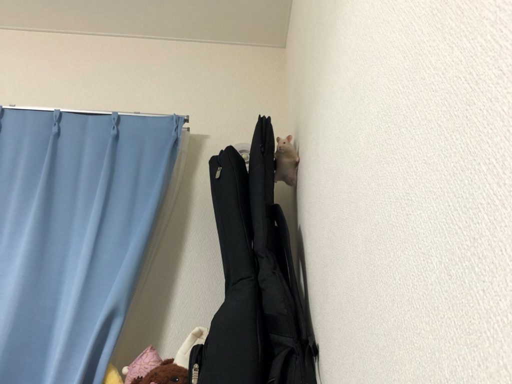 這隻鼠寶身手不錯！鼠寶的放風時間，主人卻瞄見黃金鼠「赤丸」大秀飛簷走壁之術、攀在牆壁上，網友看到笑翻：「湯姆克魯鼠」（圖／Twitter@xrariranx） 