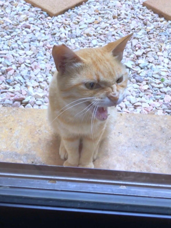 浪橘每天在院子對屋主「皺臉哈氣」　他摸貓鼻子下秒神發展