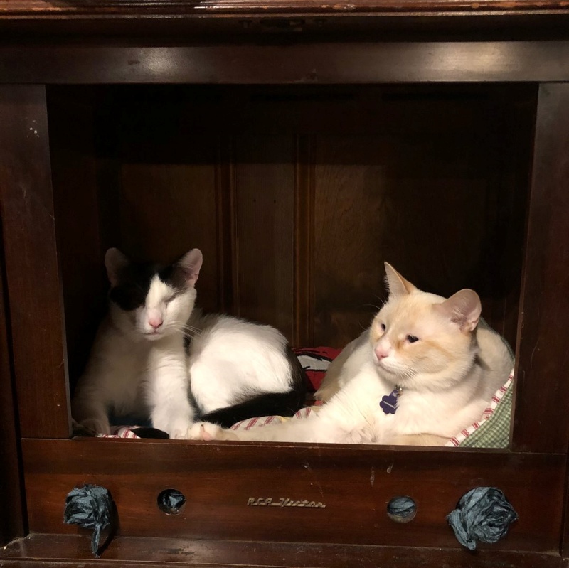 艾德加和Stimkee是重點色短毛貓，小眼症可能和品種貓的過度繁殖有關。（圖／Facebook@Humphrey Magoo and Edgar, Too） 
