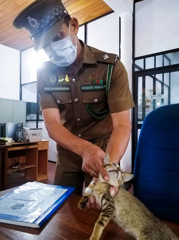 小貓試圖運毒卻被獄警發現。（圖／Sri Lanka Police）