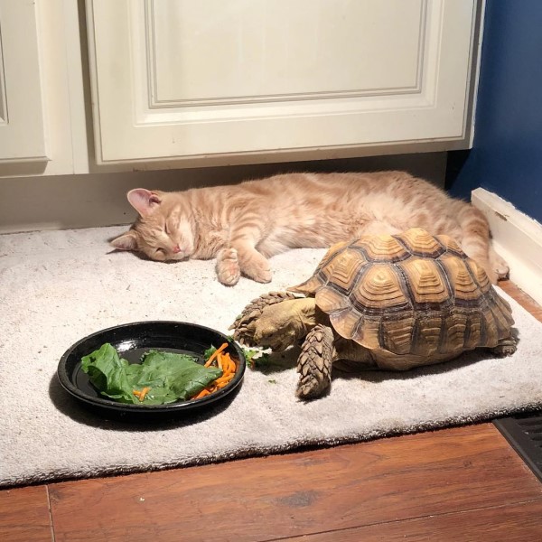 橘貓耐心陪好友「龜速吃飯」等到睡著　網笑：吃太久了啦！