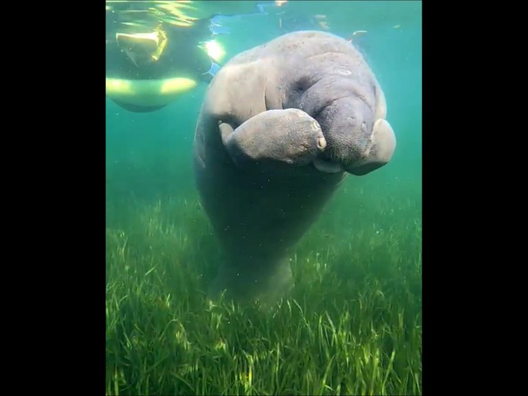 國外一名女子凱瑟琳（Catherine Puzino）日前在美國佛羅里達州水晶河（Crystal River）帶團潛水時，遇到一隻可愛的海牛寶寶，手手不停在抓癢模樣萌翻啦。（圖／Facebook@Fun 2 Dive Manatee Tours） 