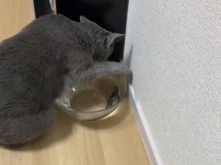日本一名推主因為貓的水碗老是被弄翻，決定換成又大又重的玻璃碗，想不到竟看到愛貓鍥而不捨要扳倒它。（圖／Twitter @yoshidaterukazu） 