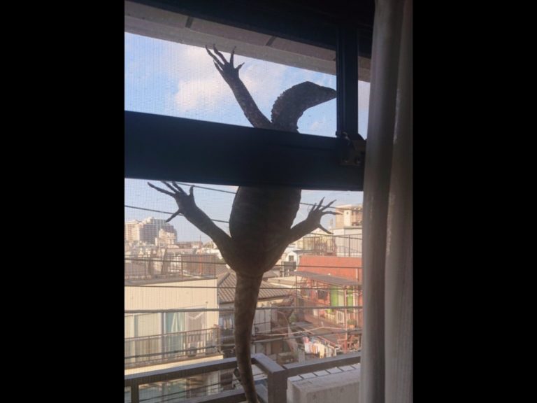 日本推主一打開窗簾，便發現自家陽台出現一隻超大蜥蜴。（圖／Twitter@okamiosake） 