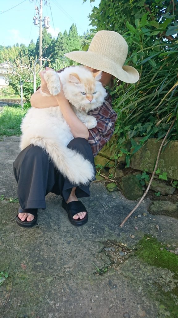 這隻日本推主養的白貓名叫「白龍」。（圖／Twitter@WeUADL1Ws02osvw）
