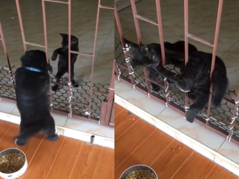 黑貓幫助黑狗穿越欄杆（圖／翻攝自Youtube@ViralHog）