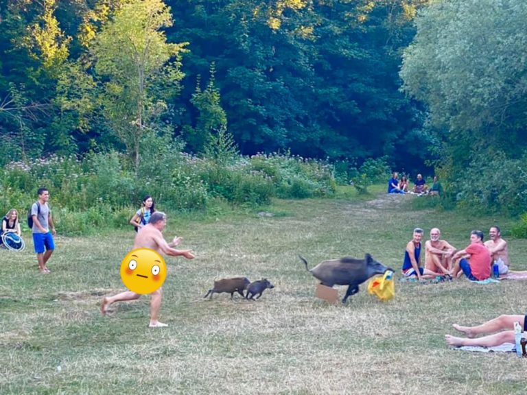 一名男子在德國柏林的魔鬼湖（Teufelssee）岸邊做裸體日光浴時，一隻野豬見到他的黃色袋子便迅速叼走。當時也在場的女子雅黛勒捕捉到過程，並分享到網路上。（圖／Adele Landauer） 