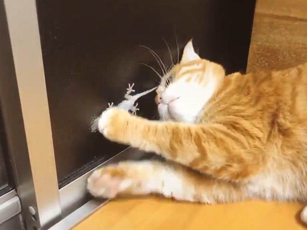 這隻橘貓拼命對著窗後的壁虎使出「無影掌」，卻怎麼都抓不到！（圖／Twitter@310Kamui）