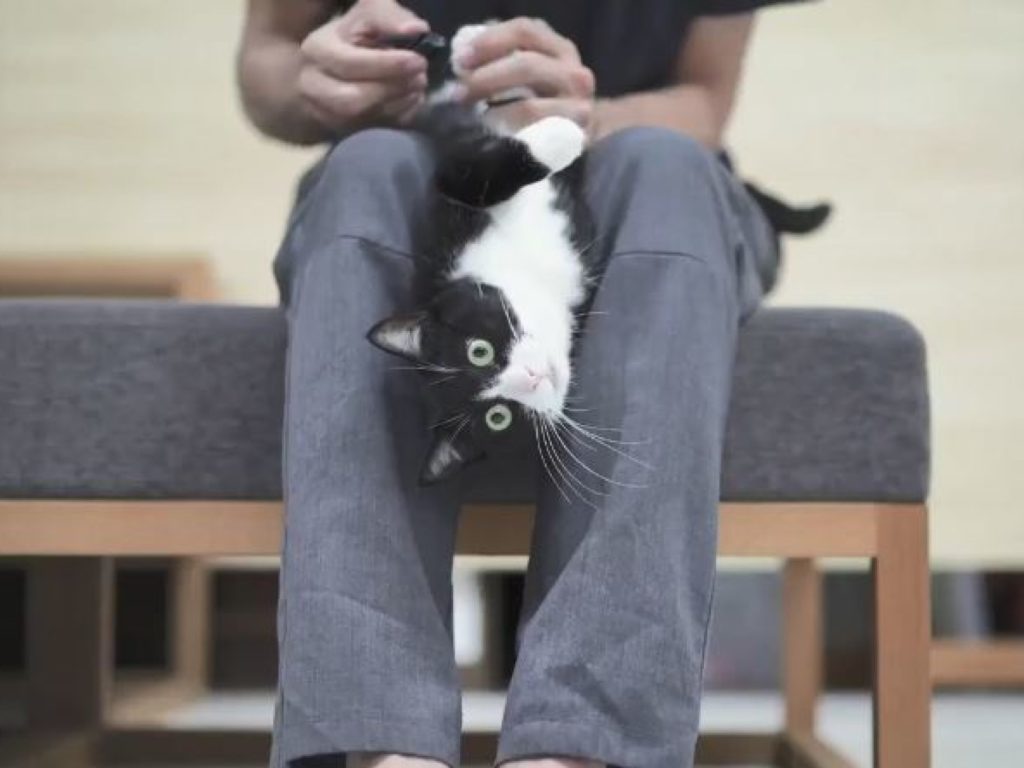 賓士貓剪指甲時，竟然發出神祕的「抖音」（圖／twitter@rudesign）