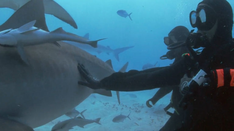 威爾．史密斯努力克服內心恐懼，躍下一群聚集了一群鯊魚的海域中。（圖／Discovery頻道提供）