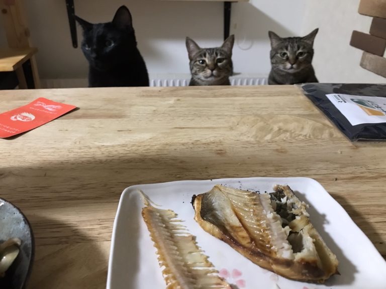 貓貓們：「主銀～你怎麼可以自己吃就好！！」（圖／Twitter@hotatemamasan）