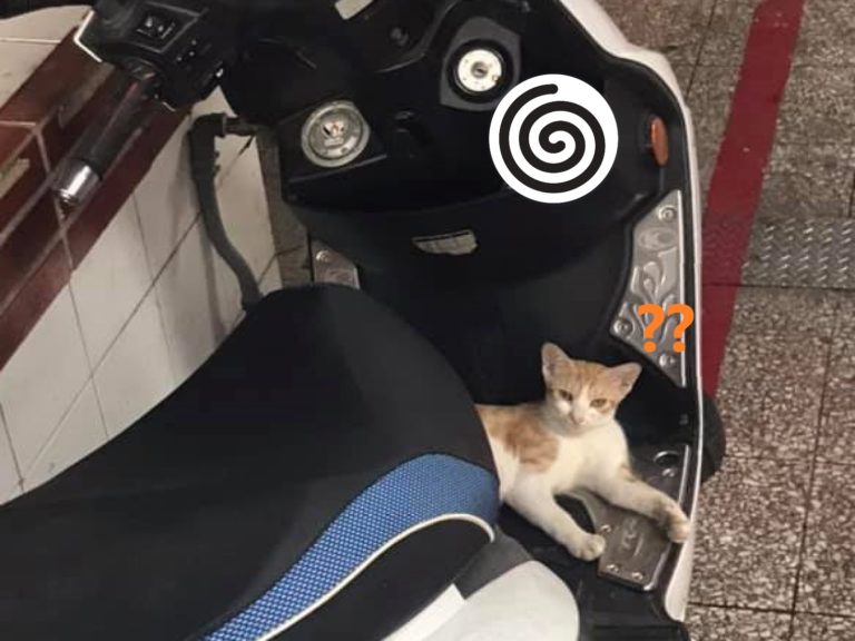 網友看見一隻橘白貓躺在機車腳踏板上，還發現另一個「驚喜」（圖／網友蘇秀燕授權提供）
