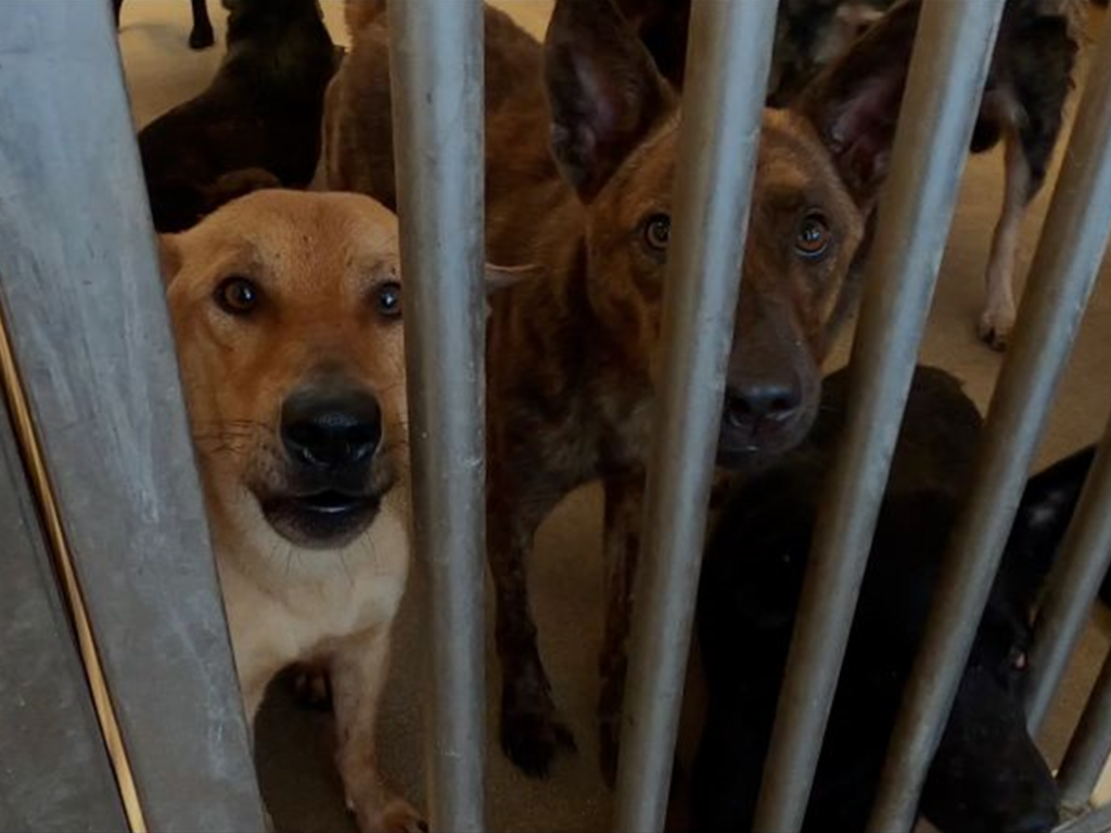 2017年「零撲殺」政策上路，但倉促修法、缺乏配套措施的後果，卻導致全台收容所紛紛爆籠。（圖／記者陳明安攝）