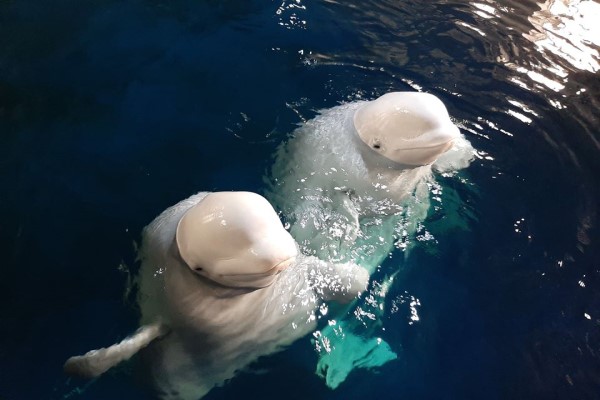 白鯨姐妹被迫表演10年終將野放　回歸大海面露萌笑：自由啦！