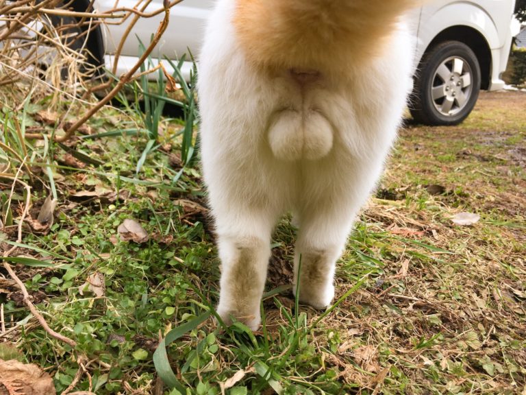 這隻橘白貓叫「豆助」！（圖／Twitter@niko9_niku9）