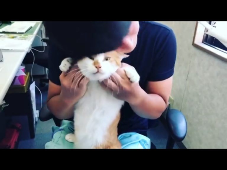 日本青木防災公司公關部貓課長Tamaske（タマスケ），擔當起所有員工上班時幫忙療癒紓壓的角色，當貓其實很不容易捏。（圖／Twitter@aokibosai） 