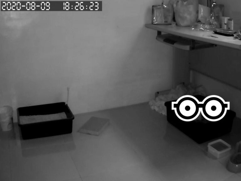 網友打開貓房的監視器，驚見角落一窩「煤炭精靈」（圖／網友Yoshi Liu授權提供）
