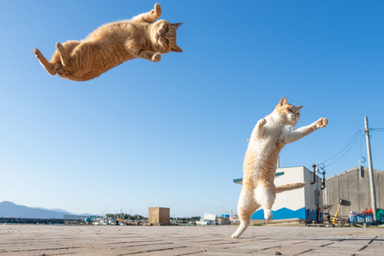 日本專拍貓的攝影師久方廣之，新作分享到推特上引起網友熱烈討論。（圖／Twitter@sakata_77）